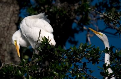 Great Egrets during the mating season