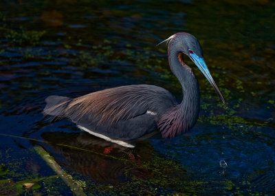 Tricolored Heron out Hunting