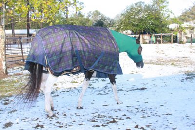 14 - Rather be in his stall.jpg