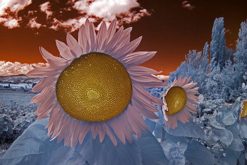 Infrared Sunflowers