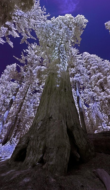 Giant Sequoia