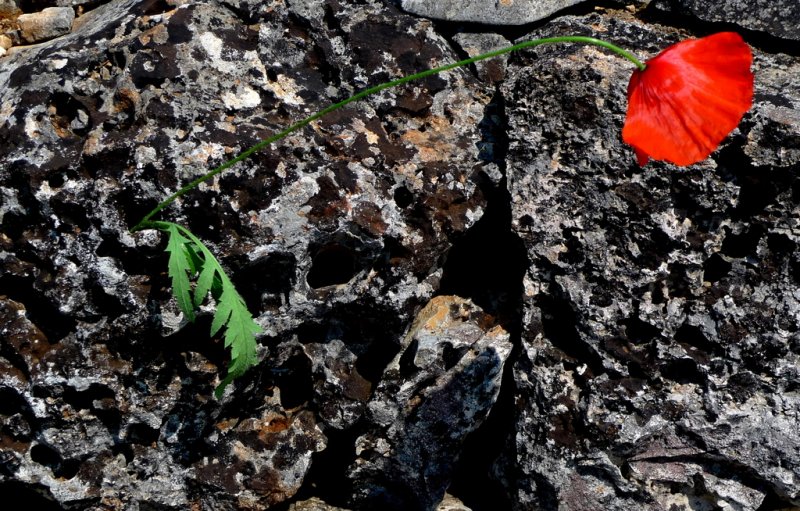 the last poppy