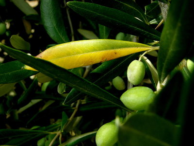 yellow leaf of Ulivo tree