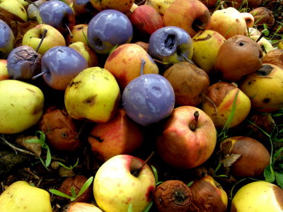 Colorful apples
