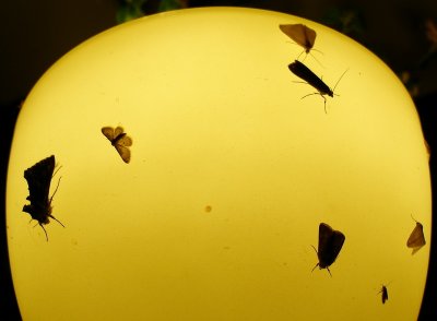 Lamp with insects