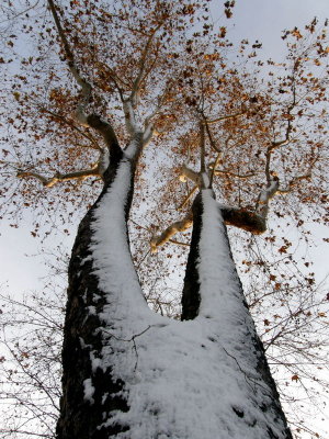 Snow  tree