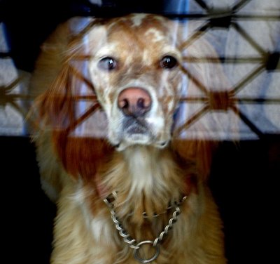 Reflection dog