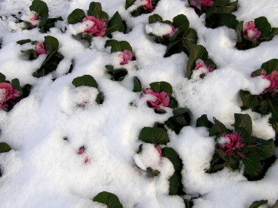 Cabbage snow