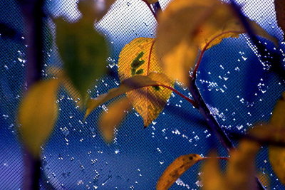 Blue&Leaves