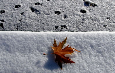 Leaf&Snow