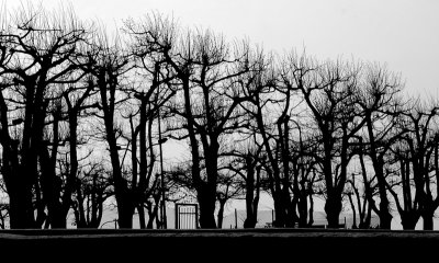 Trees in b&w