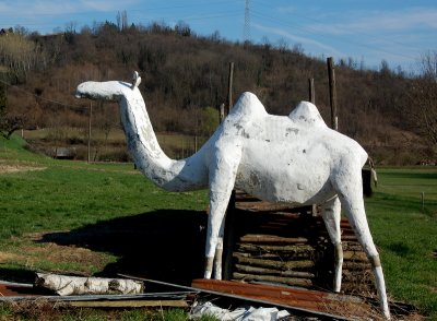 White Camel