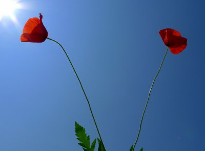 two poppies