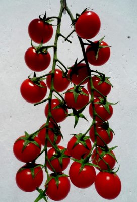 Red tomatoes - Natural Composition
