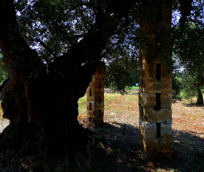 Ceglie Messapica - Italy  - Country architecture -  Old olive tree