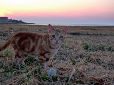 Sunset  with cat
