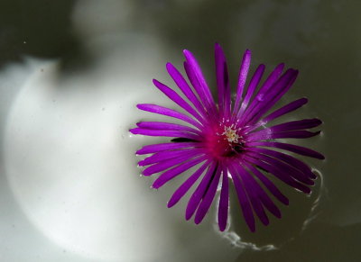 Flower in water