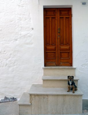 Door&Dog