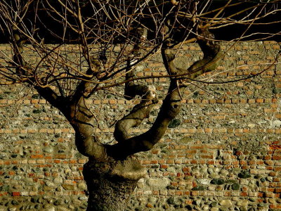 the Tree and the wall
