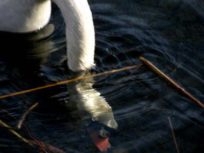 Lake Sirio - Ivrea