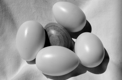 White eggs - egg gray