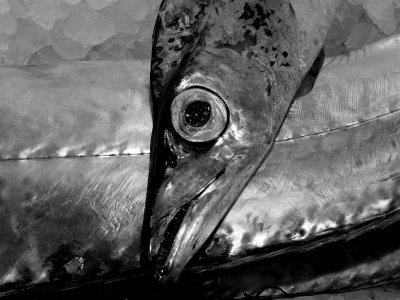 Head fish