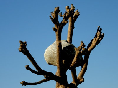 Modern installations of art in nature - Giuseppe Penone