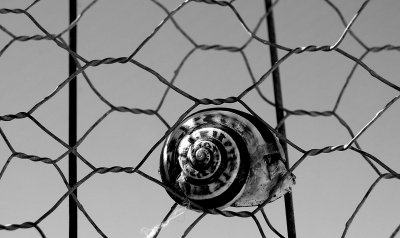 Snail