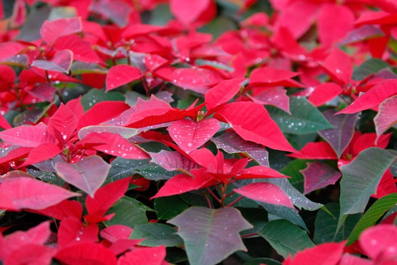 Dec 15  Christmas flower