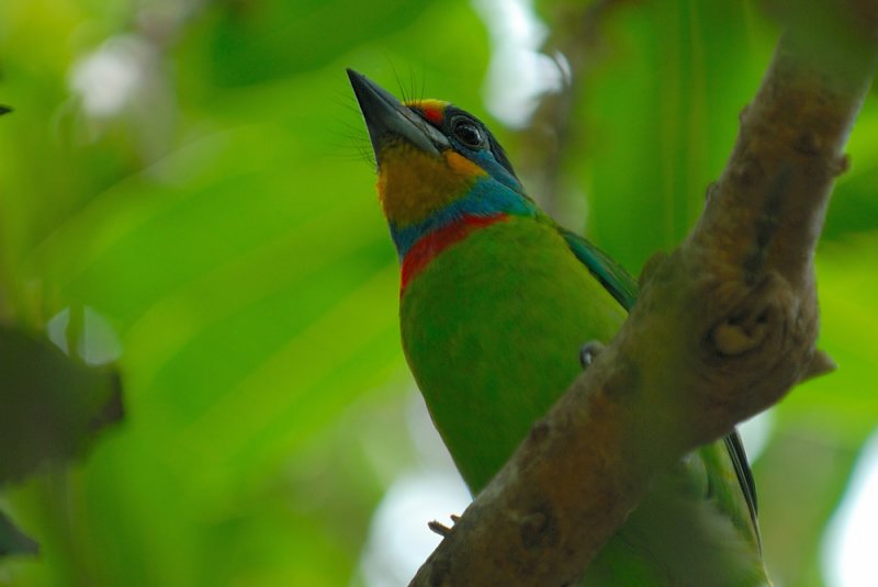Dec 29  Five-color bird