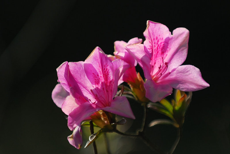 Jan 30  Azalea