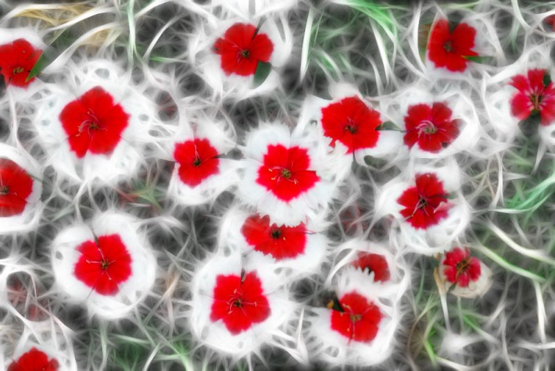May 4 Sweet William Fractalius