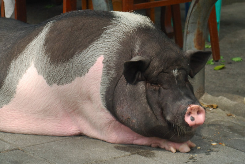 June 8  Poor piggy...I think hes got the flu...