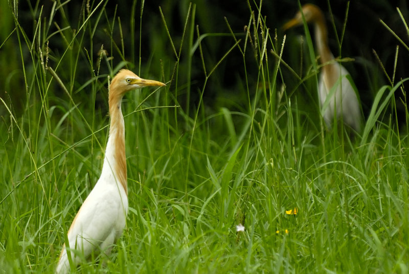 July 16  Breeding Plumage