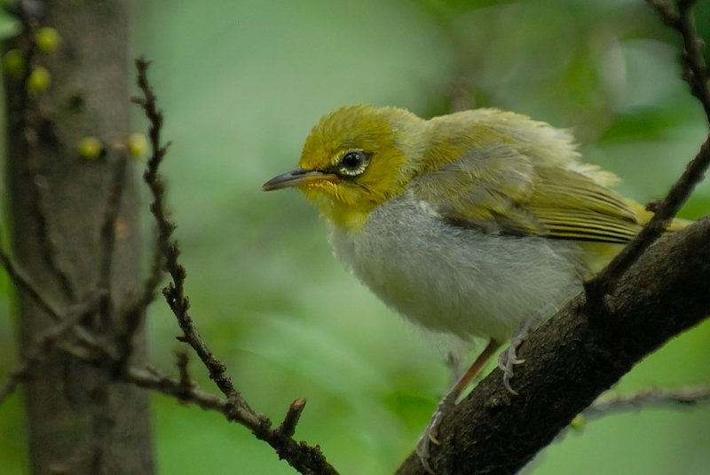 July 31  Japanese White Eye