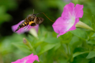 Nov 20  Snowberry Clearwing or Bumblebee Moth