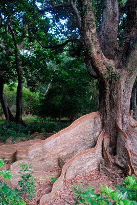 May 3  Plank Root Tree