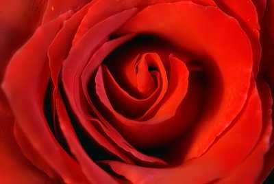May 12  Mommie's rose