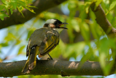 Aug 25 Chinese Bulbul