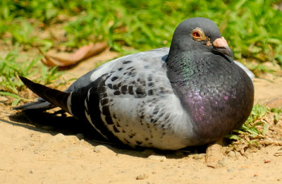 Sept 1  Rock Pigeon