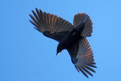 Feb 15  Turkey Vulture