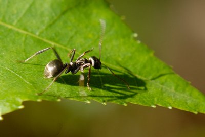 May 19   ...so, why was the little ant confused?