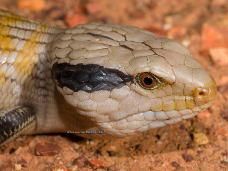 Centralian Bluetongue, Tiliqua multifasciata