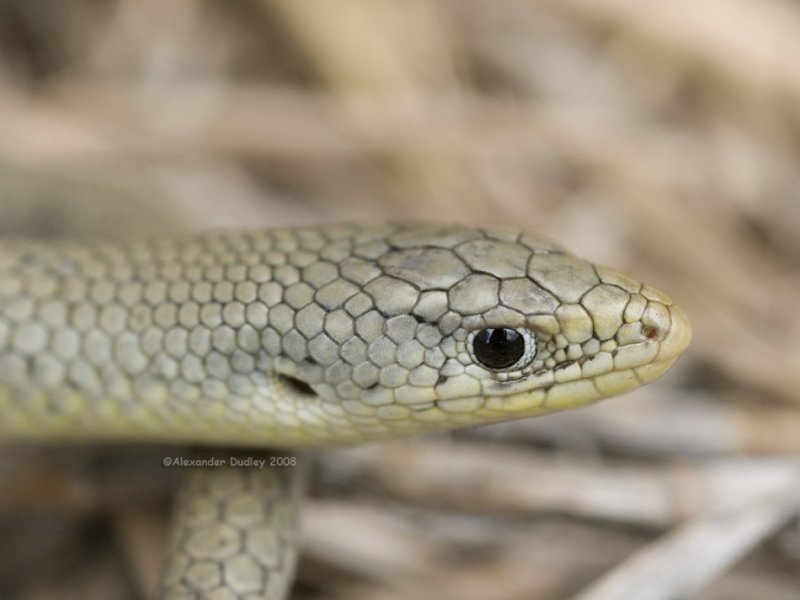 Delma inornata