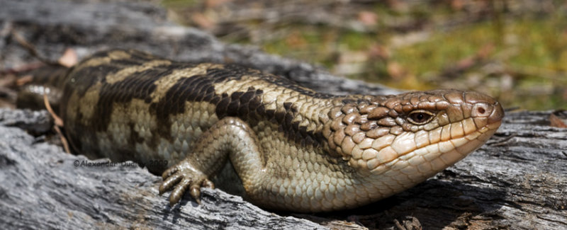 Tasmanian Blotched Bluetongue