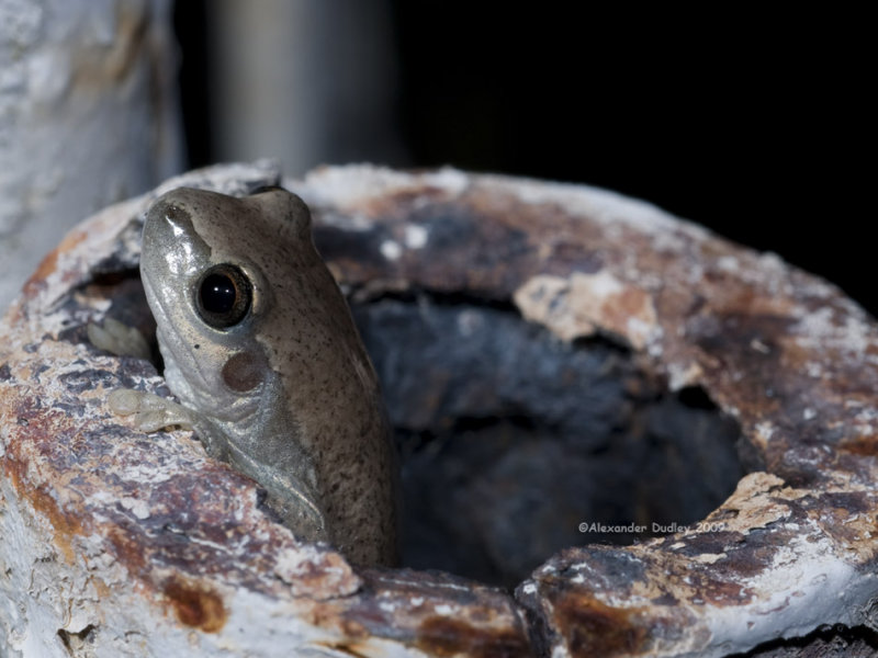 Desert tree frog in a metal post