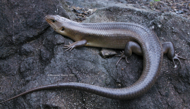 Bellatorias frerei