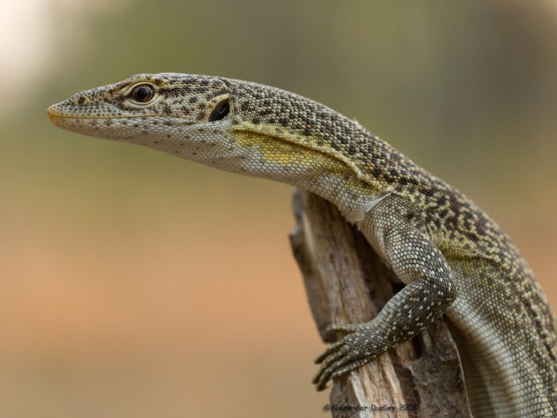 Varanus scalaris