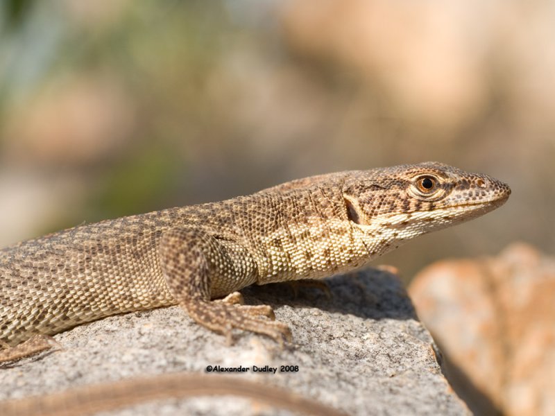 Varanus storri