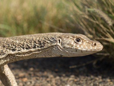 Varanus spenceri